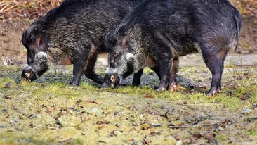 Focar de pestă porcină în România! Ce măsuri s-au luat