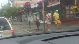 Caz INCREDIBIL la Targoviste! Ce face acest barbat in centrul orasului cu un cal!