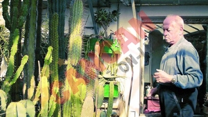 Creste 10.000 de cactusi