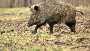 Culmea inconștienței în Bihor. Au vânat un mistreț bolnav de pestă porcină, iar apoi...