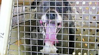 Un pitbull a muscat patru copii din Brasov
