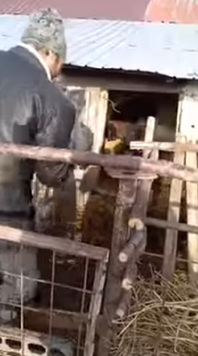 VIDEO / „Aurel, prinde oaia”! Viralul inceputului de an! Ce pateste un barbat intr-un tarc de animale