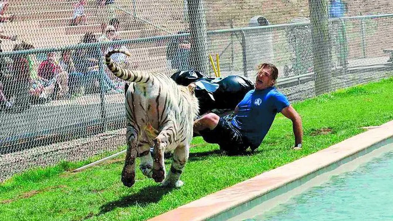 La un pas sa fie sfasiat de tigru