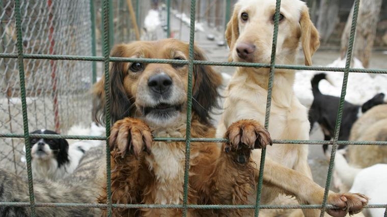 Cruzime fără margini! Câini comunitari asfixiaţi într-o dubiţă care-i transporta de la Botoşani la Constanţa