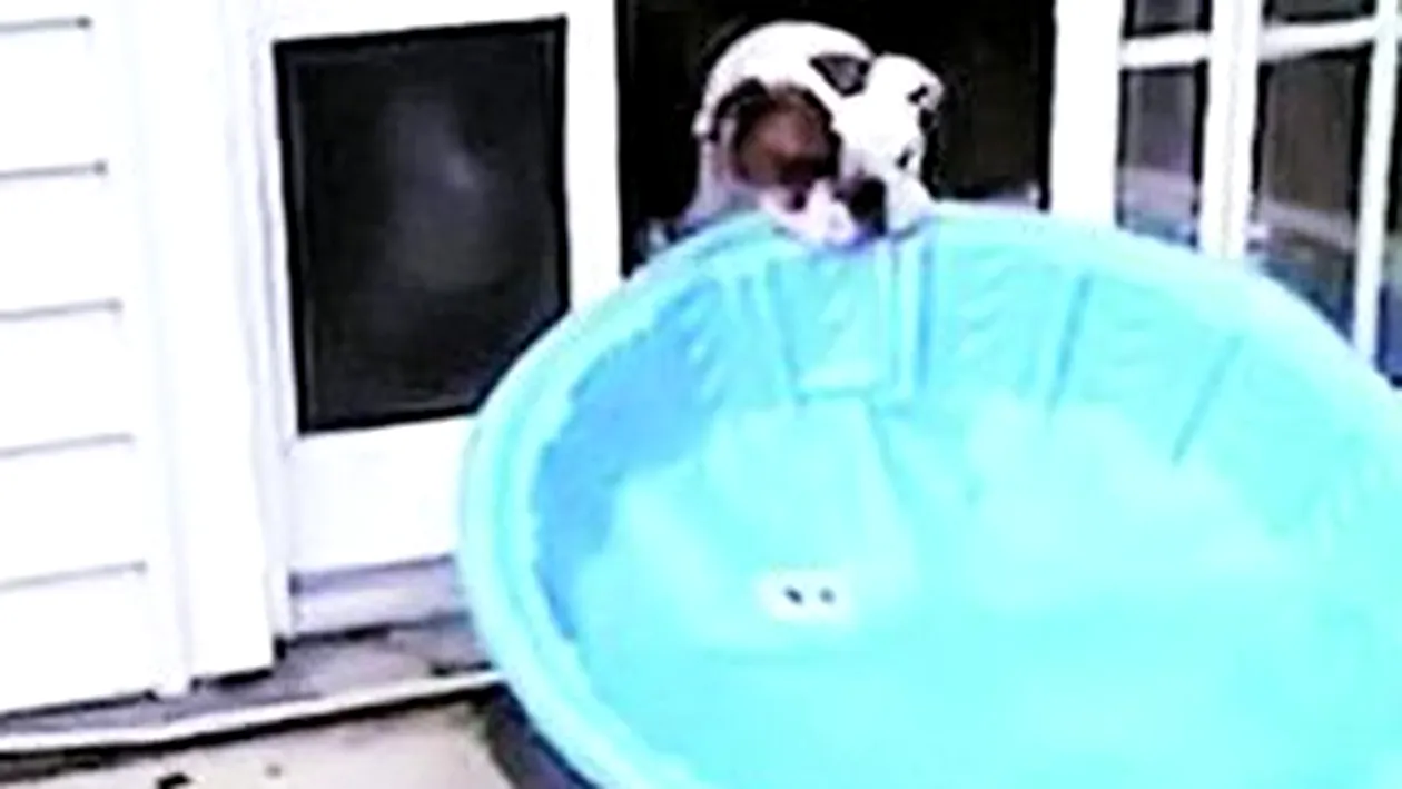 Un bulldog si-a mutat piscina in casa