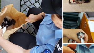 Un bărbat a fost filmat în timp ce abandona 5 pui de pisică pe stradă. Poliția l-a sancționat aspru