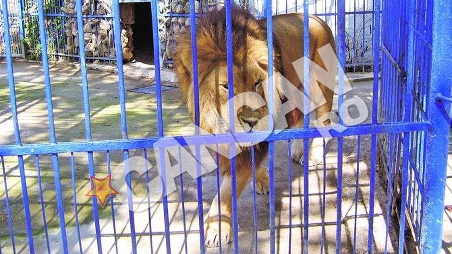 Atacat de leu