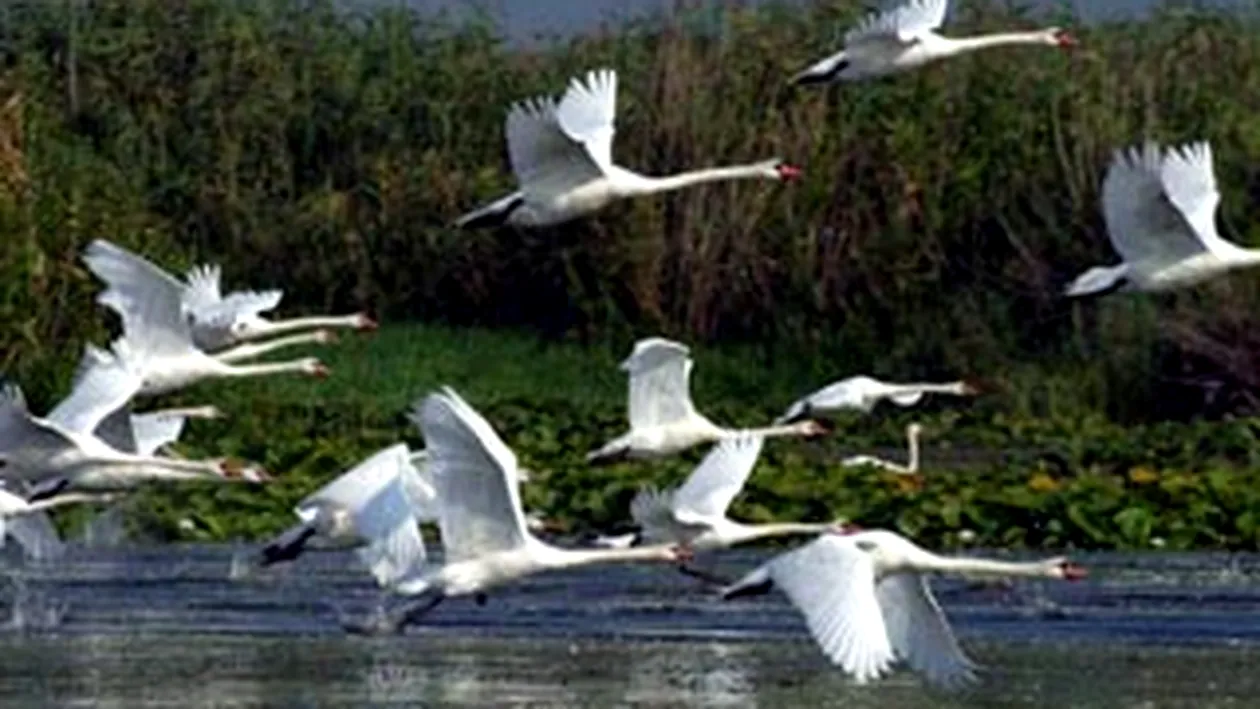 Vanatoarea in Delta Dunarii va fi interzisa, exceptie facand animalele daunatoare