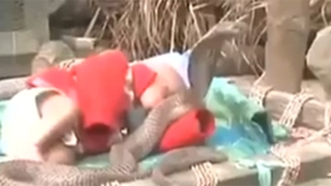 Cei mai inconstienti părinti! Si-au pus bebelusul in pat cu patru serpi cobra! Ce a urmat e departe de orice imaginatie