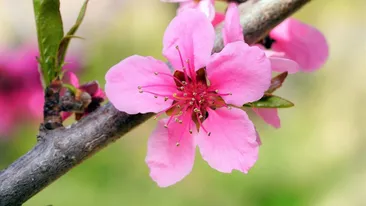 Când e momentul corect să tai pomii din grădină. Greșeala care poate distruge producția de fructe