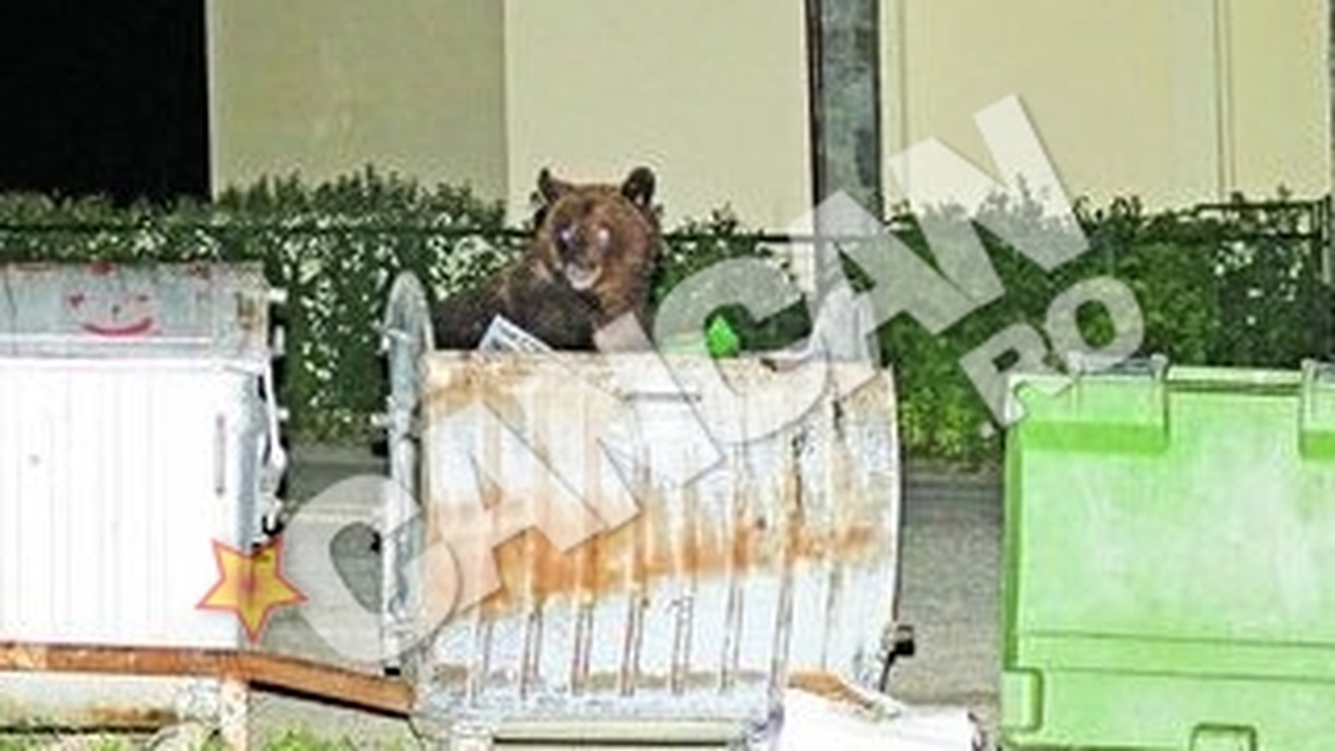 Animalele au bagat in sperieti turistii si localnicii. Invazie de ursi la Busteni
