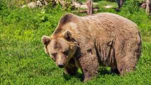 Patru gospodării din Azuga, atacate de un urs. Locuitorii sunt înfricoșați