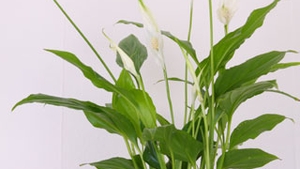 Plante de apartament pot fi  otravitoare