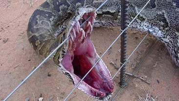 Un PITON a scapat dintr-un magazin de animale. Ce s-a intamplat dupa a ingrozit un intreg oras din Canada