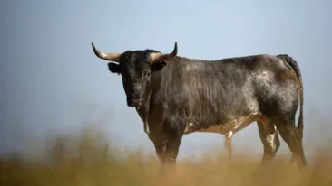 Ce înseamnă când visezi un taur care te aleargă