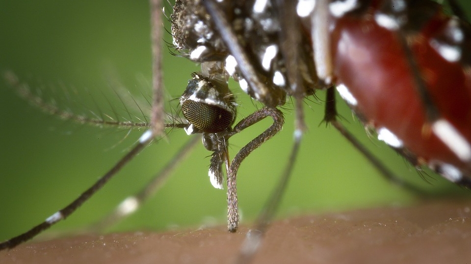 Virusul West Nile. Ce este și care sunt simptomele