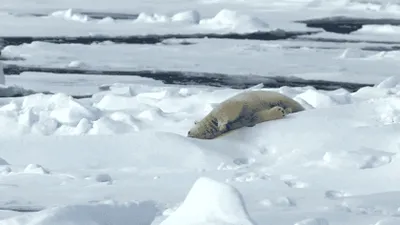 „Antrenamentul” sezonului în Arctica: Un urs polar folosește un bloc de gheață pe post de halteră