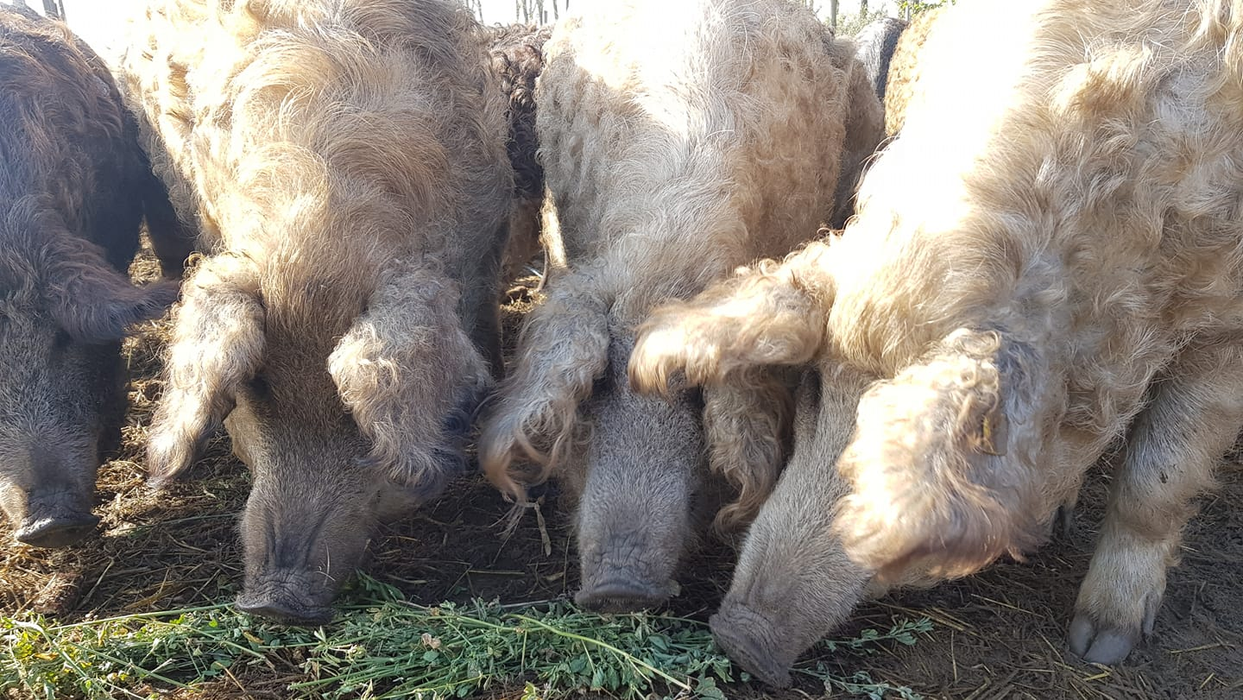 Porcii din rasa Mangalița, supranumiți "porci-somon" sau "ulei de măsline pe patru picioare"