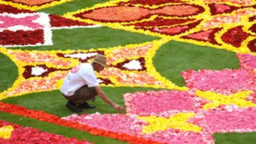 Covor imens de begonii la Bruxelles