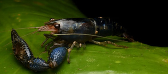 ALERT! „Racul ucigaș” din America de Nord, descoperit într-un parc! De ce este o amenințare