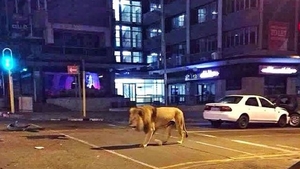 Un leu se plimbă liber pe străzile din Johannesbug. Află cum a ajuns acolo! 