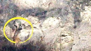 VIDEO Animalul era inghetat si flamand! Un caine blocat pe stanca, salvat de alpinisti