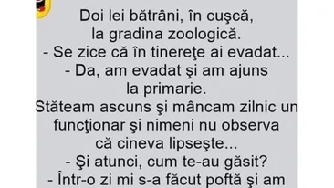 BANCUL ZILEI | Discuție între doi lei bătrâni