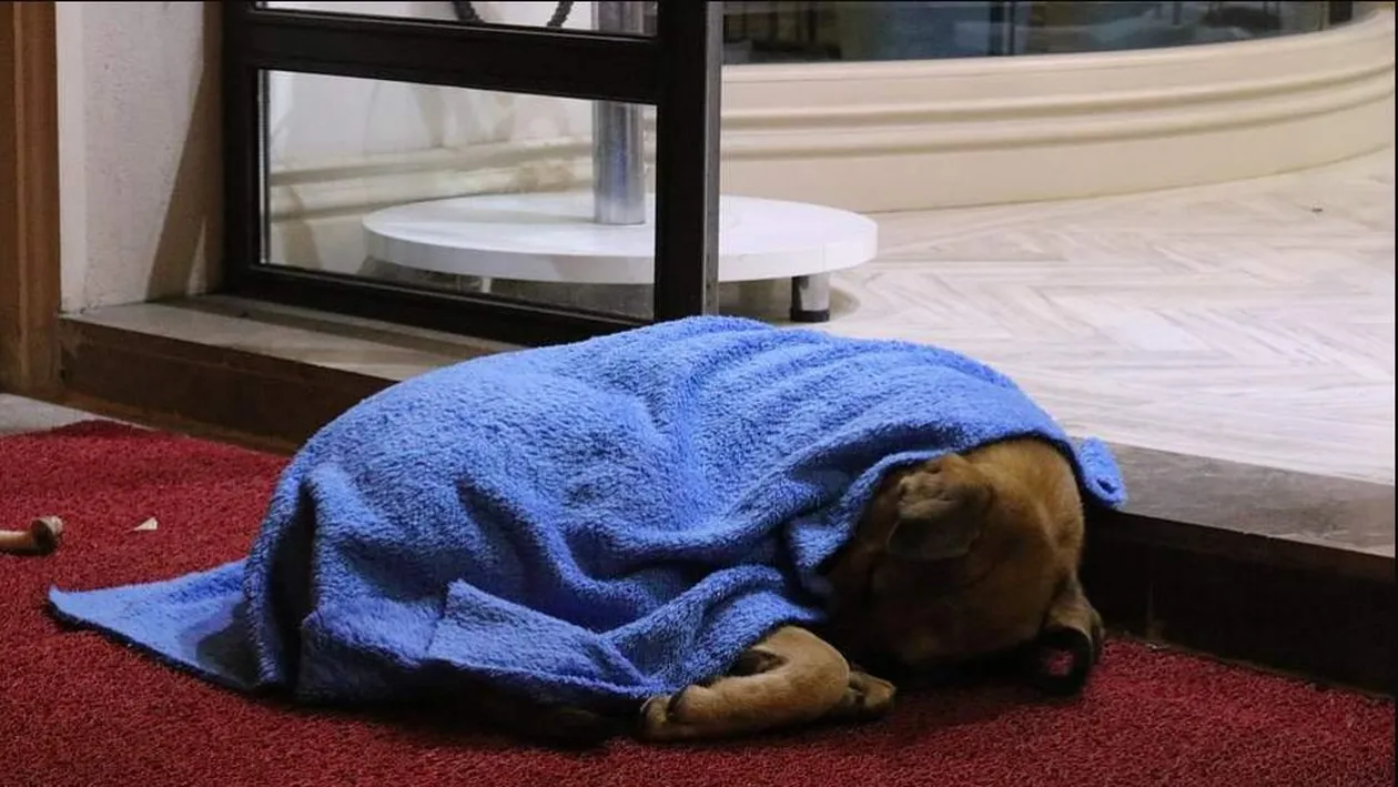 Îți dau lacrimile! Imagini emoționante cu medicul stomatolog care caută noaptea pe străzi câini și pisici pentru a le înveli