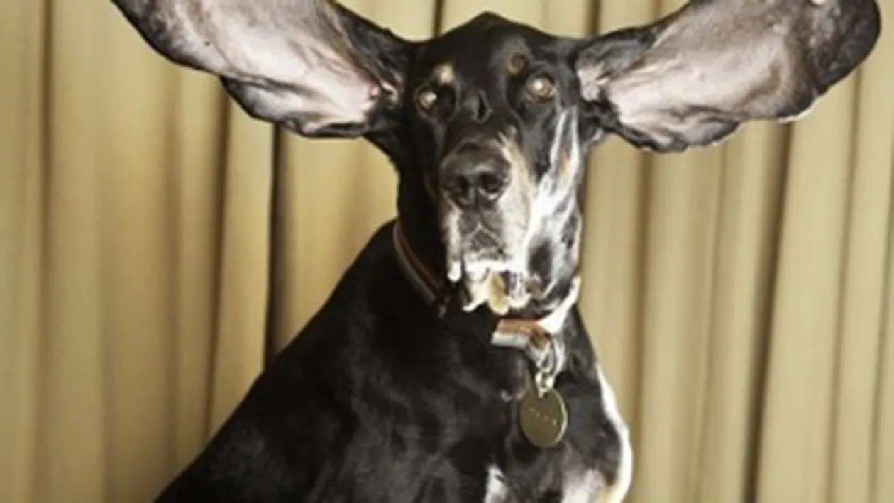 Ar putea sa zboare cu ele! Vezi cum arata cainele cu cele mai mari urechi din lume!