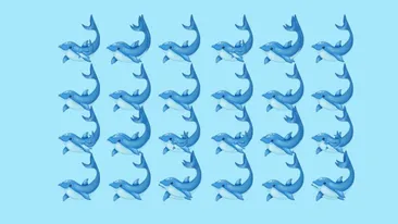 Test IQ exclusiv pentru genii | Câți delfini sunt, de fapt, în această imagine?