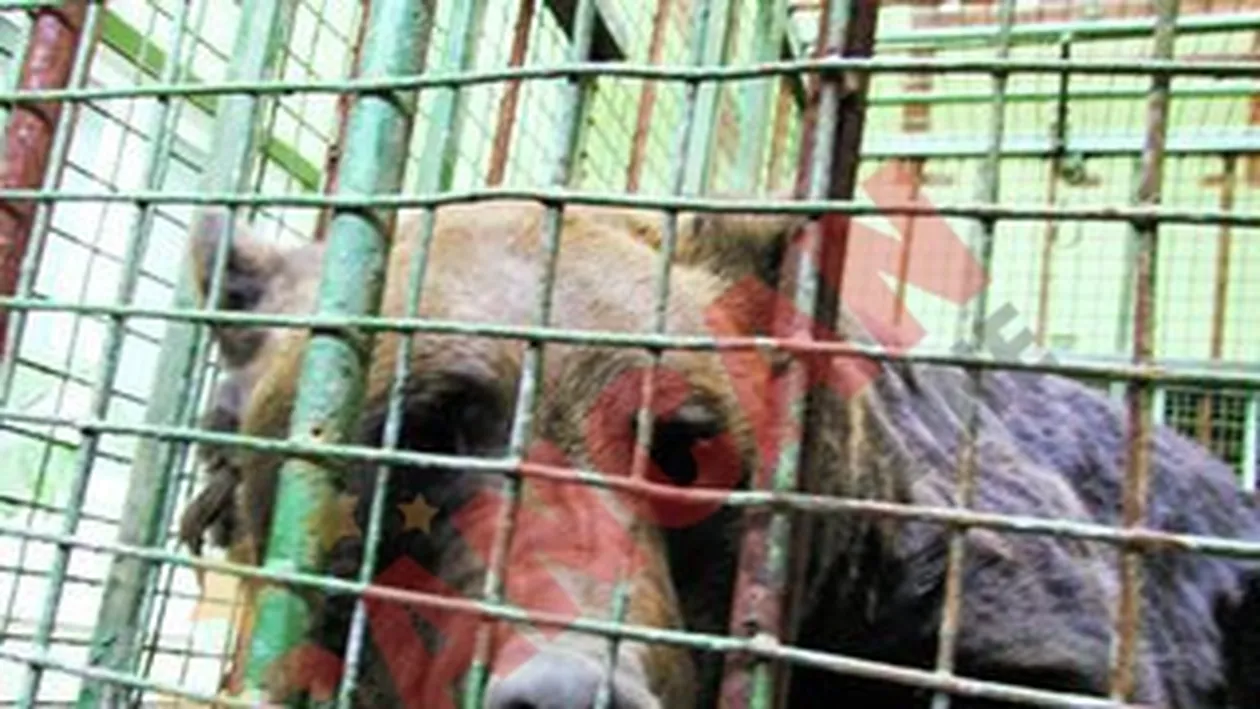 Ursul Muki, la un pas de libertate