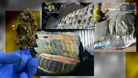 Captură record de cannabis în România! Doi dintre suspecți sunt persoane publice