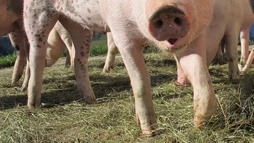 Pesta porcină africană s-a extins într-un nou județ!