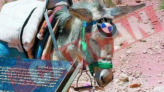 Magarul BMW