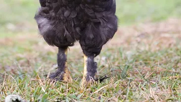 Mihai Albu, prima reactie de cand sotia si-a luat gaina de companie. Intai a fost gaina, apoi oul si apoi am ajuns si eu acasa
