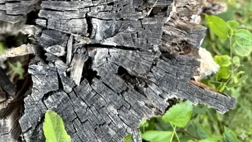 Test de logică | Găsiți păianjenul ascuns în această iluzie optică virală!