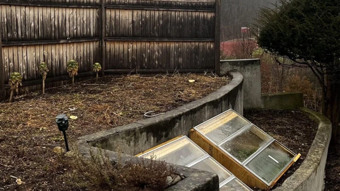 Test IQ aproape imposibil | Unde este pisica ascunsă în această iluzie optică virală?