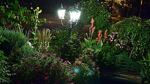 Florile care se deschid noaptea! Aşa au apărut ”grădinile lunii”