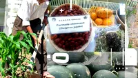 Ce mai cultivă oltenii în Sahara. La Dăbuleni, câștigă teren kiwi, kaki, lonicera și aronia