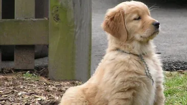 Vrei sa iti iei un caine, dar nu stii ce sa alegi? La ce trebuie sa fii atent cand adopti un animal!