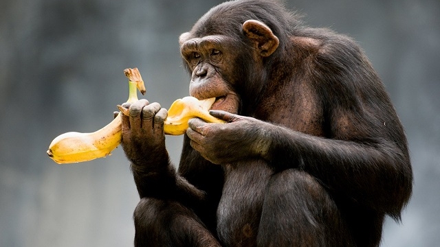 Dacă nici maimuțele nu știu, atunci… Ultima descoperire e gravă! Cum trebuie mâncate bananele