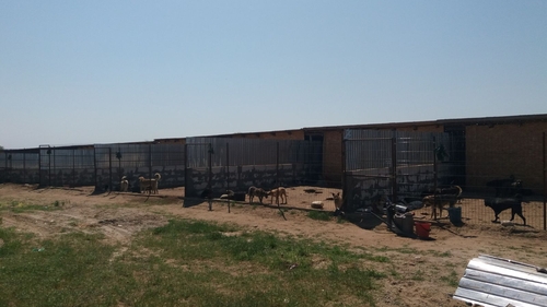 Ofertă inedită a Primăriei Calafat: Adopți un maidanez, pleci în excursie la Călimănești și la mănăstirea Cozia