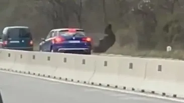 Urs lovit de două mașini, pe DN1, în dreptul localității Cornu. Animalul a fugit în pădure în urma impactului | VIDEO