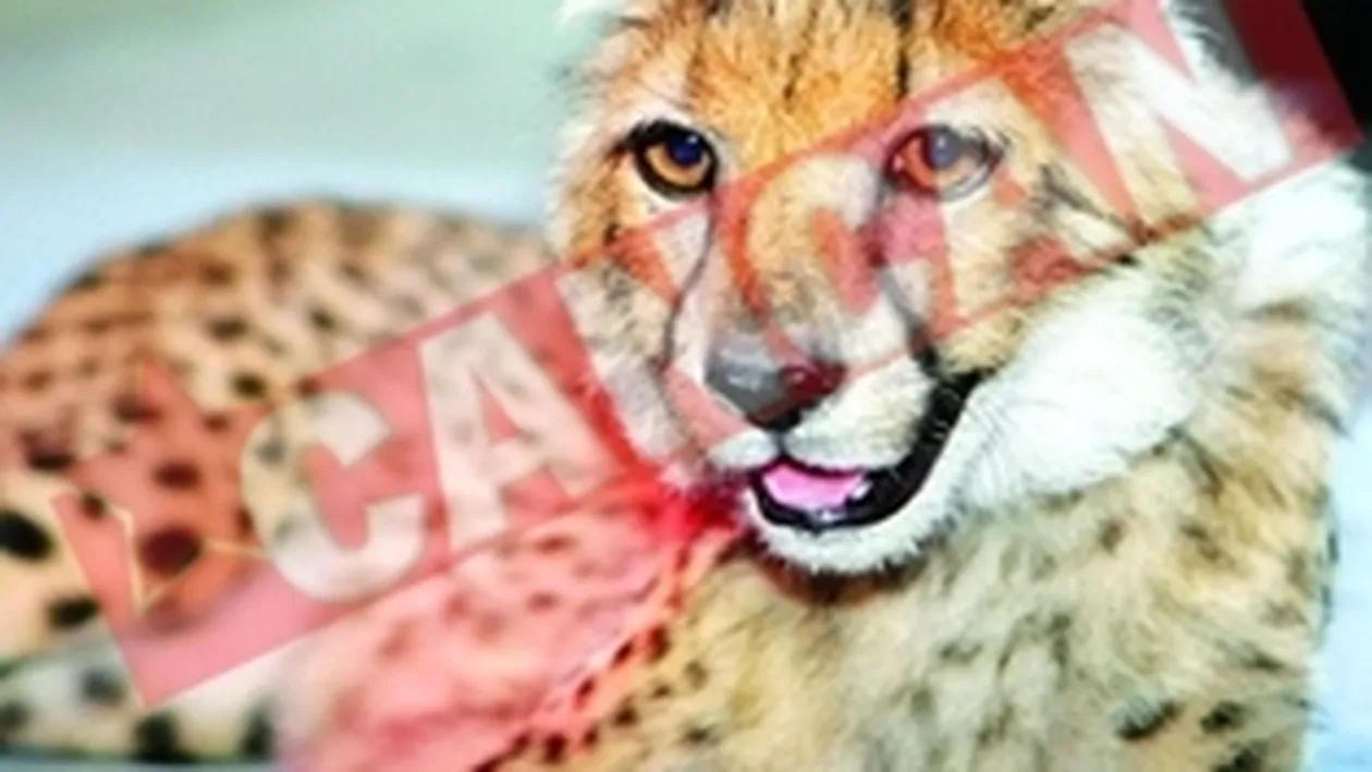 Paris, singurul pui de ghepard din Romania, in arena la Circ