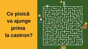Test IQ | Ce pisică va ajunge prima la castron? Doar 1% dintre oameni află în 11 secunde