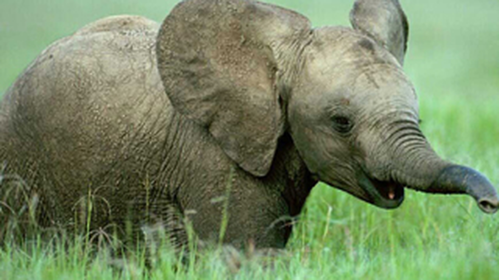 Un barbat a fost ucis in India de un pui de elefant ajuns pe strazile unui orasel