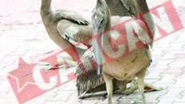 Familia de la Zoo s-a marit