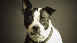 Fotbalistul care și-a abandonat câinele a fost dat afară de la club! Conducerea nu a tolerat ce i-a făcut bietului animal