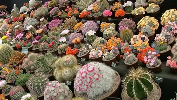 Nu ti-ai fi imaginat vreodata asa ceva! Masina ta va merge cu benzina extrasa din...cactusi!