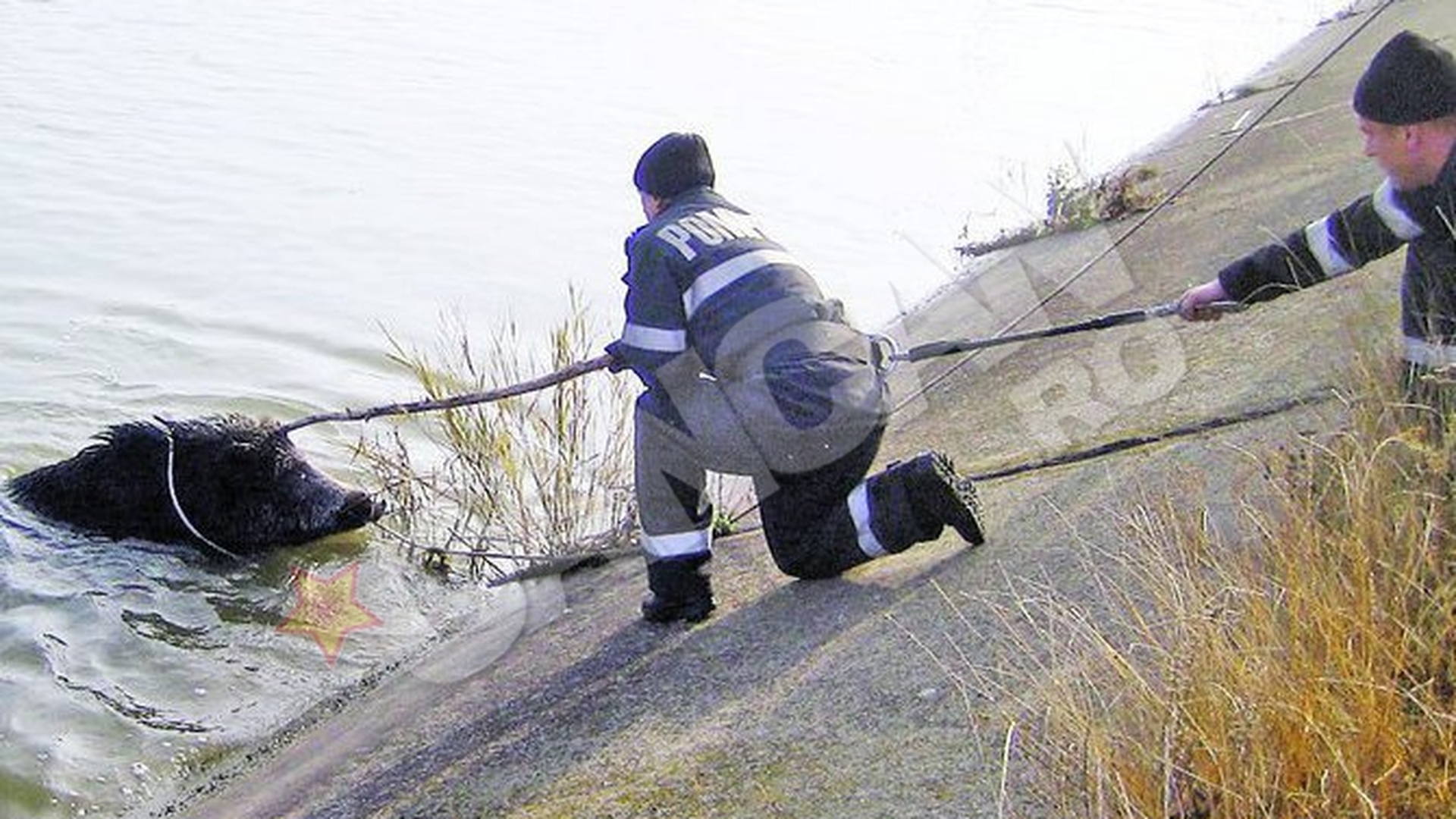 Pompierii militari din Bacau s-au chinuit doua ore sa scoata animalul din apa adanca de sapte metri! Au salvat de la inec un mistret